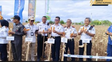 Panen Raya Jagung di Kebun SAE, Lapas Kupang Sulap Lahan Batu Karang Jadi Simbol Ketahanan Pangan NTT