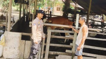 Dukung Ketahanan Pangan, Bhabinkamtibmas Sabak Auh Sambangi Peternak Sapi di Sungai Tengah