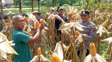 Asta Cita Presiden Prabowo Jadi Nyata: 50 Kg Jagung Dipanen Petani Kampar Kiri Hilir