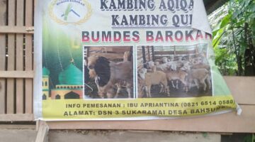 Dugaan Kejanggalan Pengelolaan BUMDES”BAROKAH” Desa Bahsumbu, Bangunan Kandang Dibangun Di Tanah Milik Kades, Ternak Bercampur Baur Di Kandang