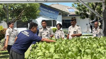 Lapas Sibolga Panen 65 Kg Pakcoy, Wujudkan Pembinaan Kemandirian Berbasis Ketahanan Pangan